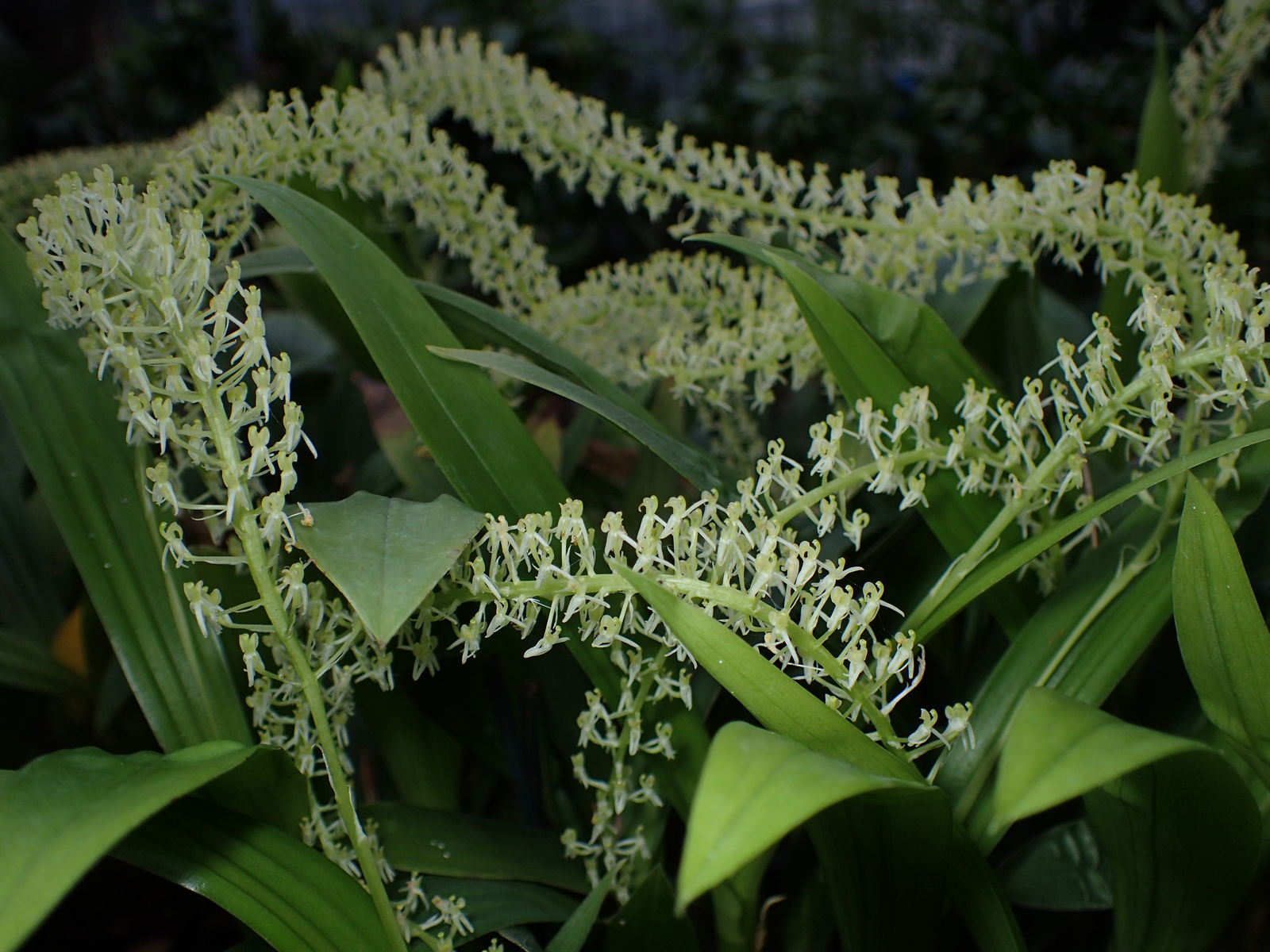 Liparis viridiflora